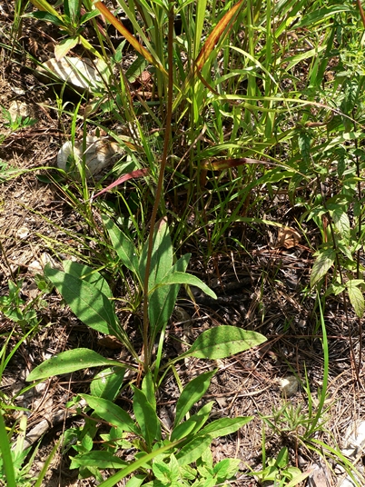 {Helianthus occidentalis}